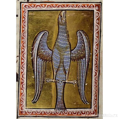 Ястреб (?). Миниатюра из Абердинского бестиария