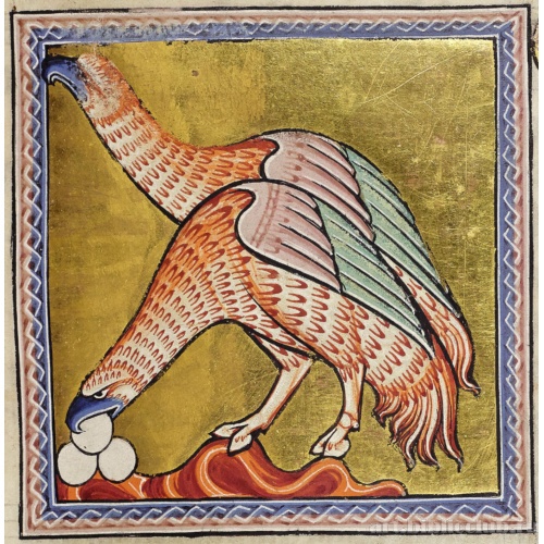 Страусы. Миниатюра из Абердинского бестиария