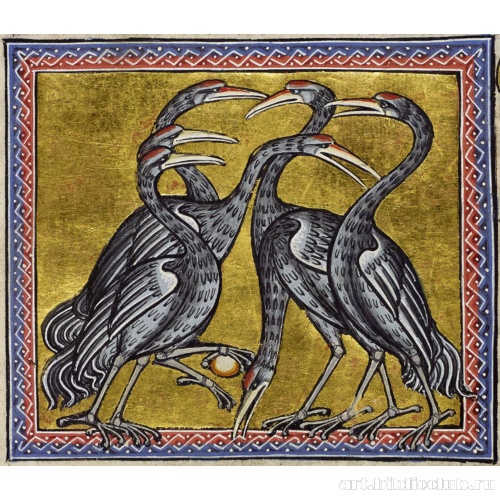 Журавли. Миниатюра из Абердинского бестиария