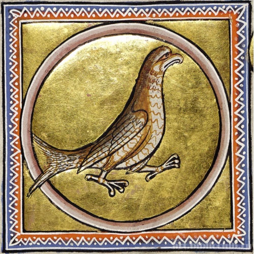 Коршун. Миниатюра из Абердинского бестиария