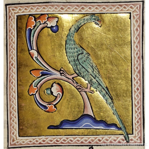 Попугай. Миниатюра из Абердинского бестиария