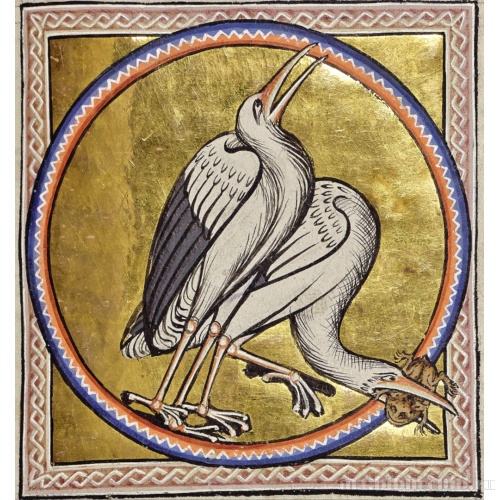 Аисты. Миниатюра из Абердинского бестиария