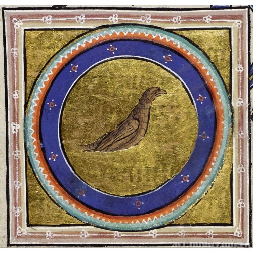 Дрозд. Миниатюра из Абердинского бестиария