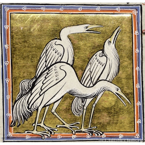 Цапли. Миниатюра из Абердинского бестиария
