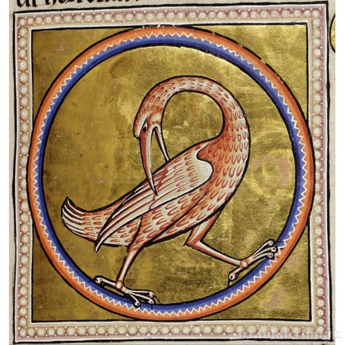 Лысуха. Миниатюра из Абердинского бестиария