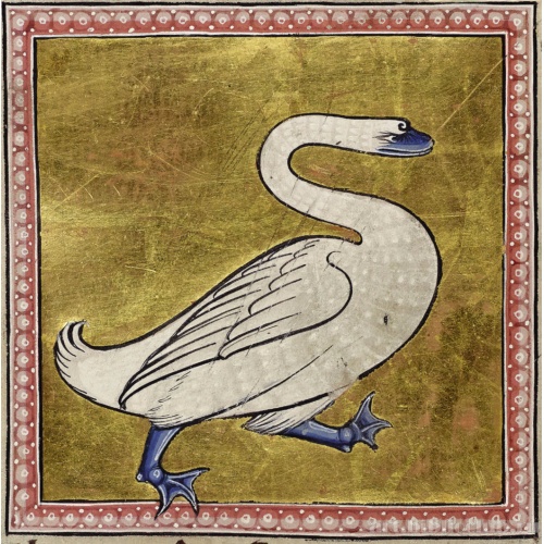 Лебедь. Миниатюра из Абердинского бестиария