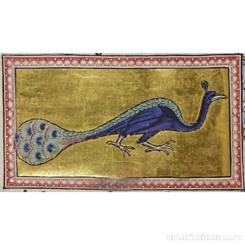 Павлины. Миниатюра из Абердинского бестиария