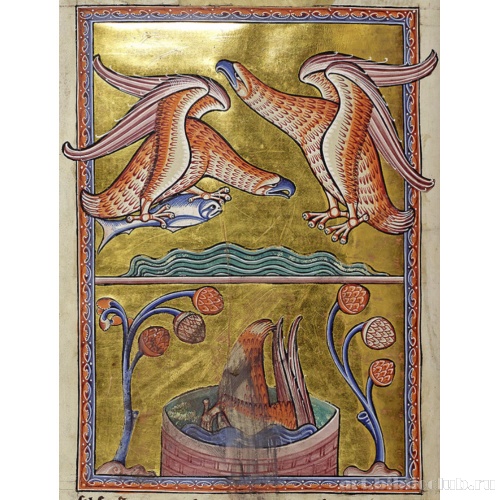 Орлы. Миниатюра из Абердинского бестиария
