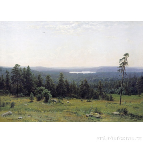 Лесные дали