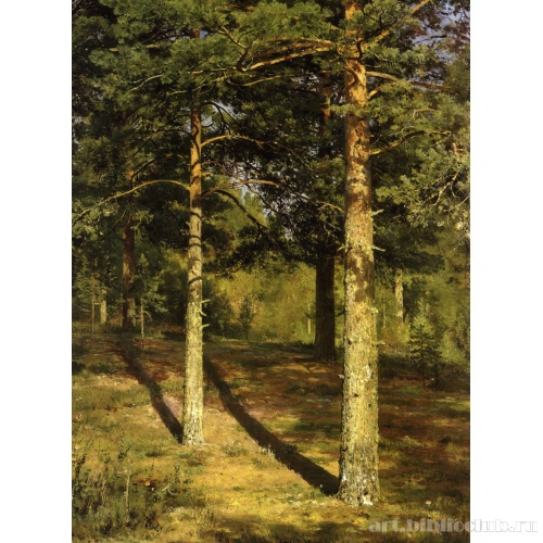 Сосны, освещенные солнцем