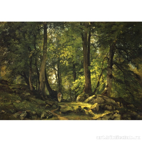 Буковый лес в Швейцарии