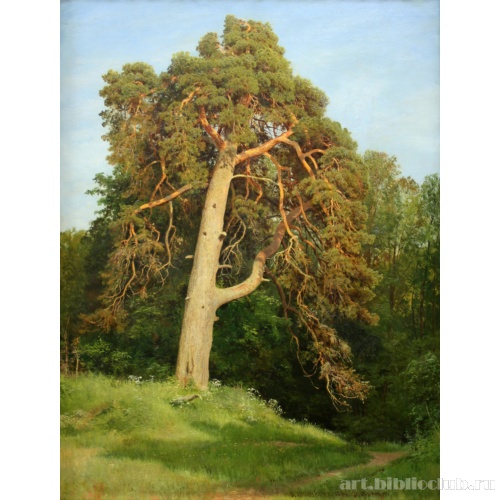 Сосна. Мерикюль