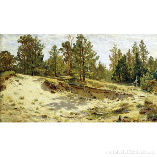 Молодые сосенки у песчаного обрыва. Мери-Хови по Финляндской железной дороге