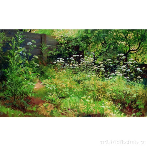 Сныть-трава. Парголово