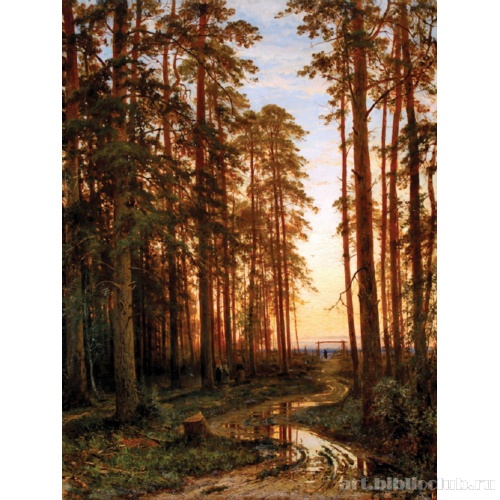 Вечер в сосновом лесу