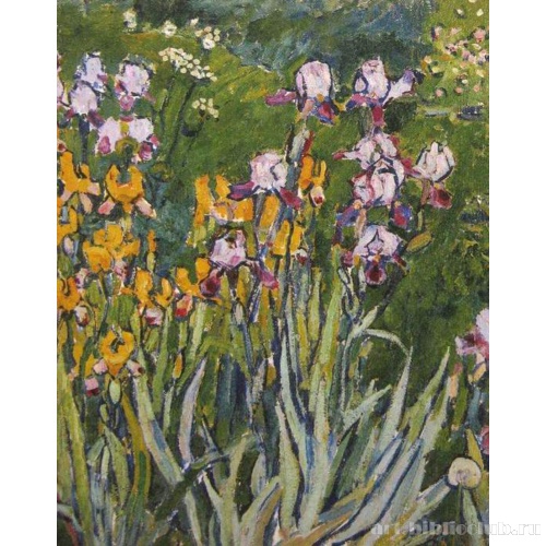 Ирисы