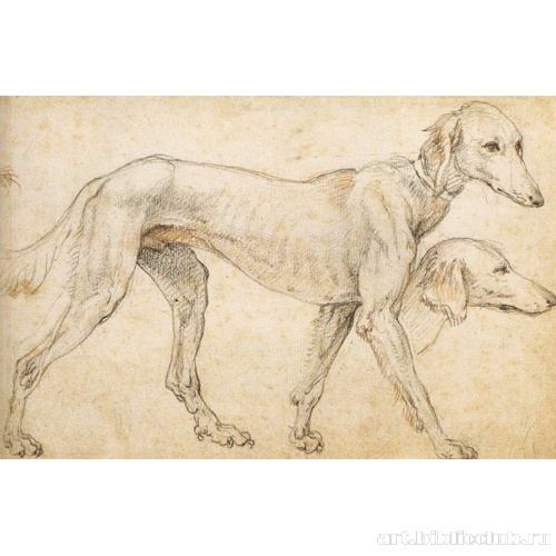 Штудии борзой собаки