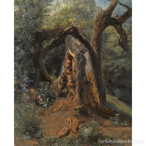 Старое дерево