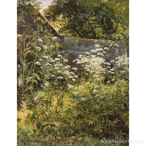 Уголок заросшего сада. Сныть-трава