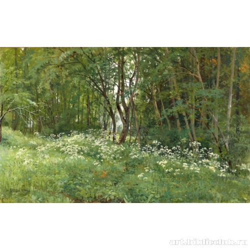 Цветы на опушке леса