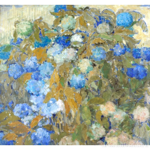 Голубые гортензии