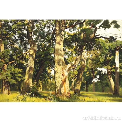 Дубы. Вечер