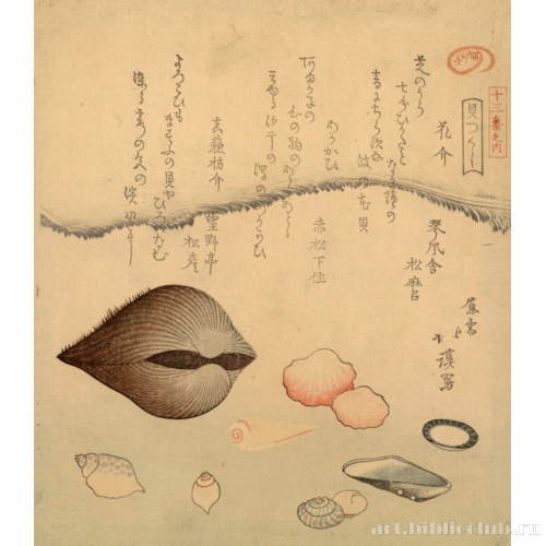 Арагаи, масуогаи, анагаи: моллюски