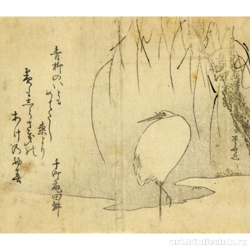 Белая цапля под ивой