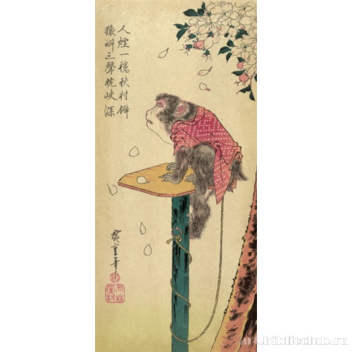 Обезьяна на привязи и цветы вишни