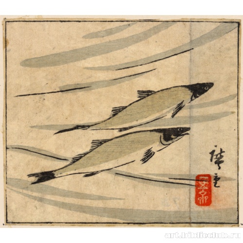 Речная форель (аю)