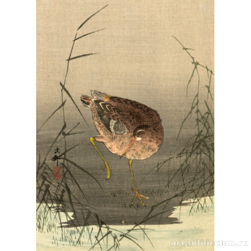 Бекас в камышах