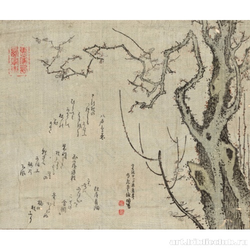 Сливовое дерево