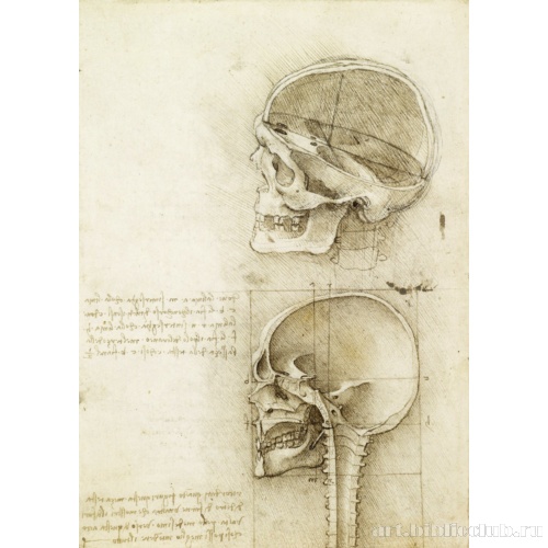 Штудии человеческого черепа