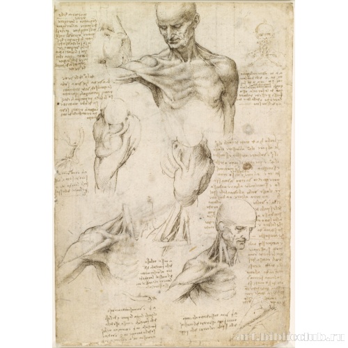 Анатомические зарисовки плечевого пояса человека