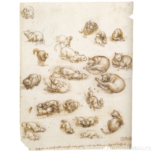 Зарисовки кошек, драконов и других животных