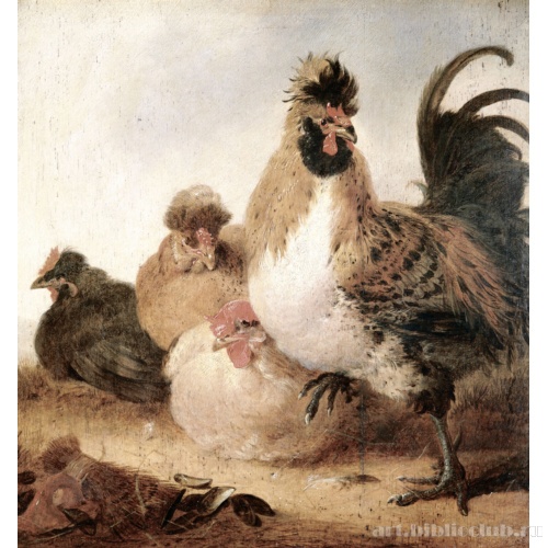 Петух и курицы