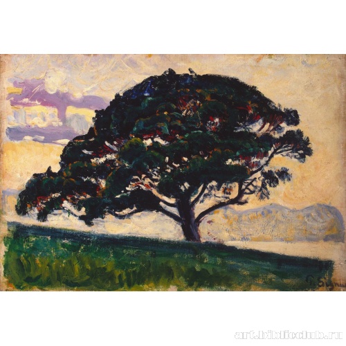 Сосна в Бонавентура