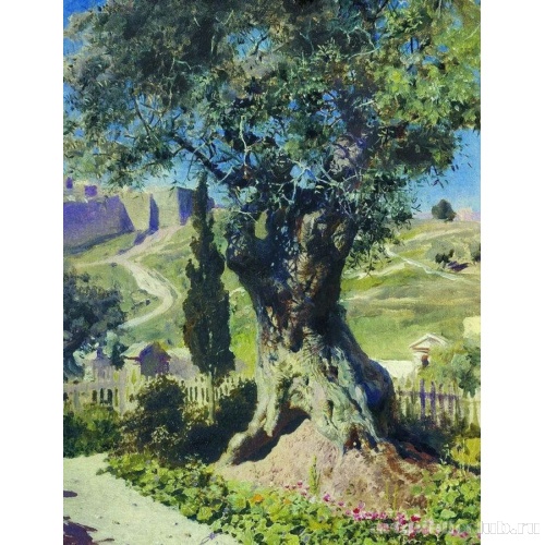 Олива в Гефсиманском саду