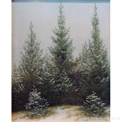 Еловые заросли в снегу