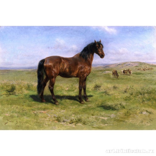 Дикая лошадь