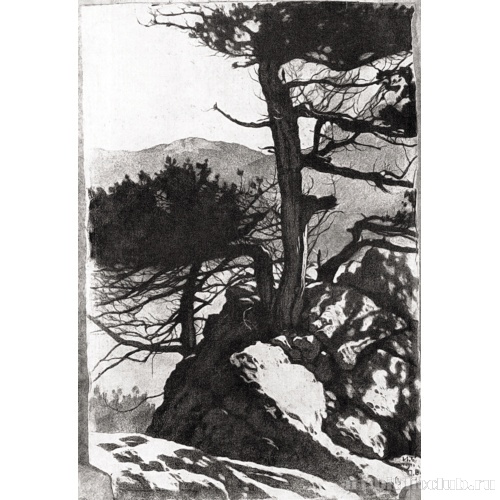 Крым. Старый можжевельник