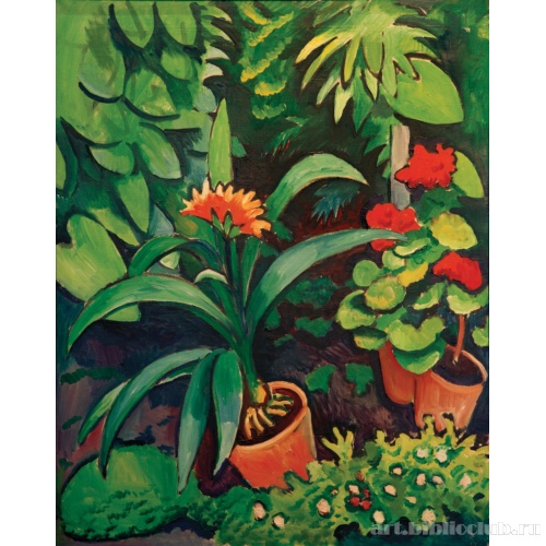 Цветы в саду. Кливия и герань