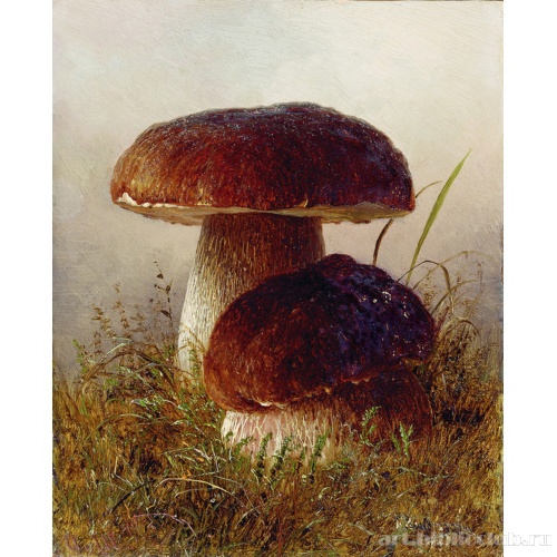 Белые грибы