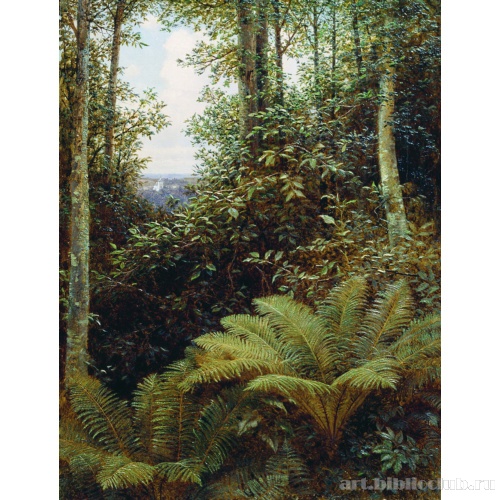 Папоротники