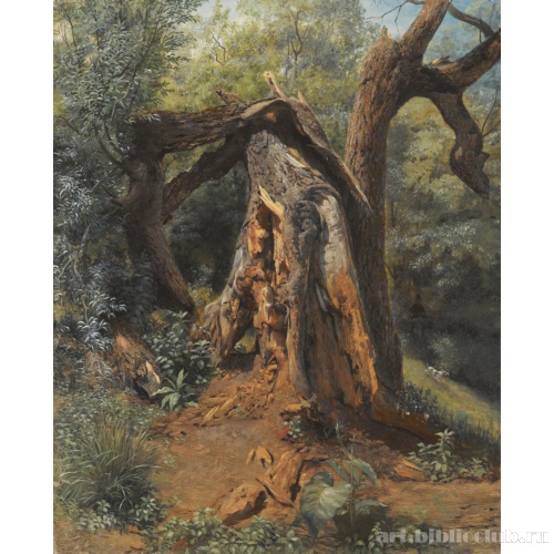 Старое дерево