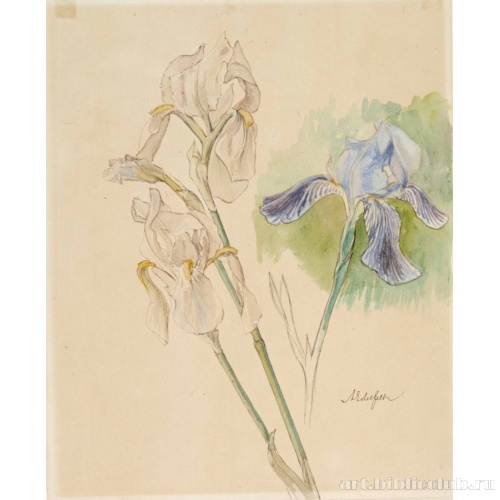 Зарисовки цветов