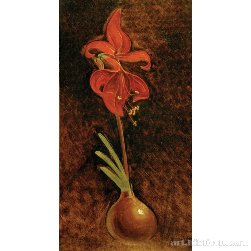 Амариллис пышнейший