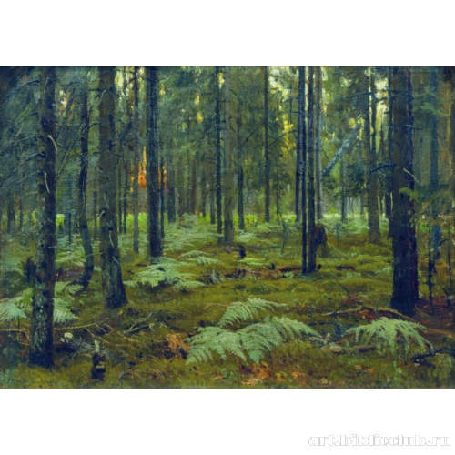 Лес. Папоротники. Закат