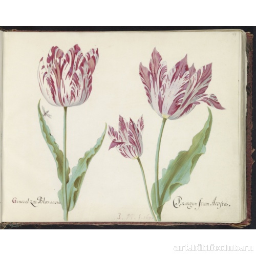 Три тюльпана с цветком