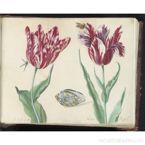 Два тюльпана с ракушкой, бабочкой и мухой